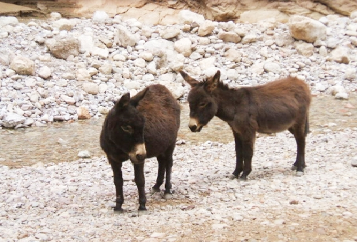 ロバと馬の交配種 ラバ や ケッティ はどんな動物 生き物navi