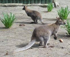 カンガルー オーストラリア 種類