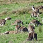 オーストラリアは野生のカンガルーが生息している！数はどれくらいいるの？