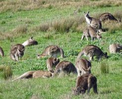 カンガルー オーストラリア 野生 数