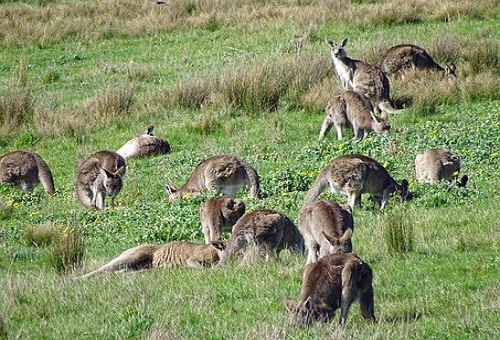 カンガルー オーストラリア 野生 数