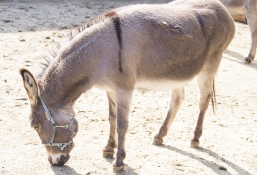 ロバと馬とポニーの違いとは 生き物navi