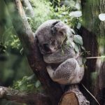 日本でコアラが見れる動物園は一体どこ！？抱っこはできる？