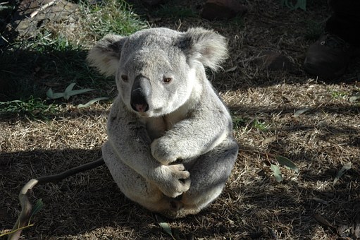 コアラ 赤ちゃん 特徴 体重