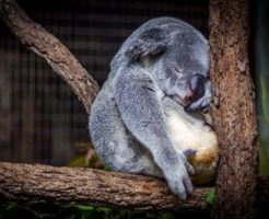 コアラ 寝る 理由 睡眠時間 ナマケモノ