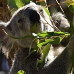 オーストラリアのコアラが減少している！？現在の頭数は？