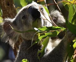 コアラ オーストラリア 減少 頭数