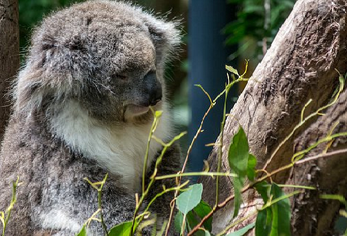 コアラ 動物園 減少