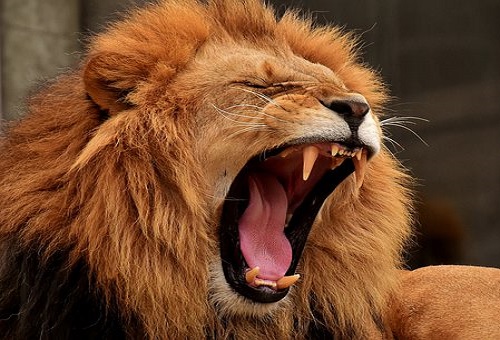 ライオン 鳴き声 種類 意味