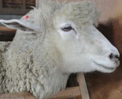 羊 メリノ種 学名 種類 原産国