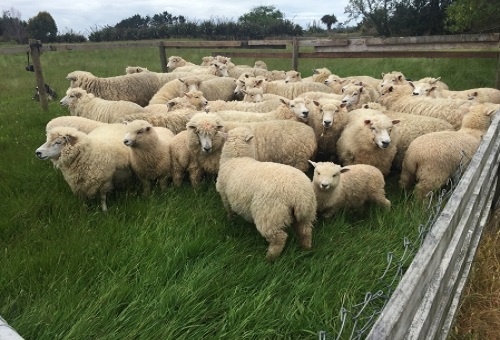  羊 羊毛 種類