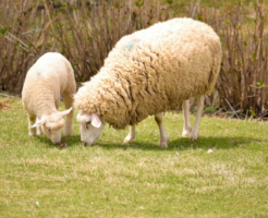 羊 出産 時期 何匹