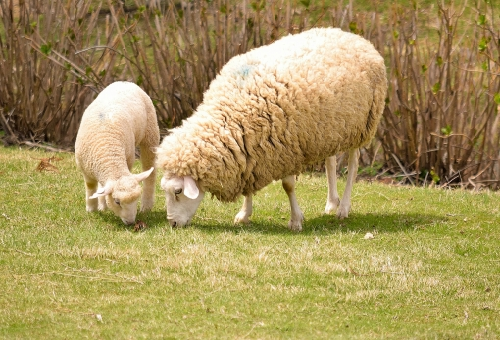 羊 出産 時期 何匹