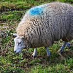 羊が食べる草の種類や食べ方！食べる量とは？