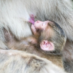 猿の出産の時期や産む赤ちゃんの数は！？