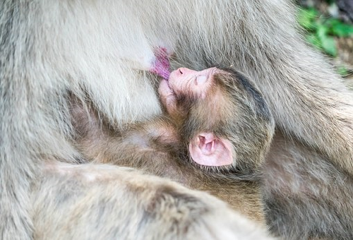 猿 出産 時期 数