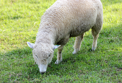 羊 家畜 日本