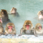 猿が温泉に入るのは一体なぜ！？