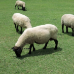 羊が群れを作る理由とは何！？