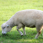 ニュージーランドで飼育される羊の種類や数は？