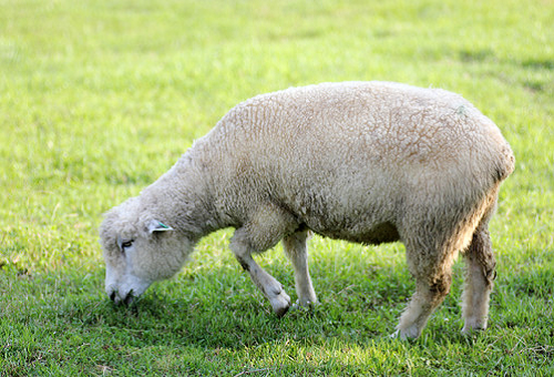 羊 種類 ニュージーランド