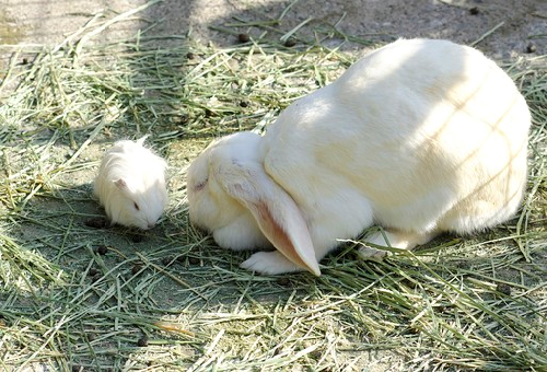 うさぎの出産の時期はいつ 準備はどうする 生き物navi