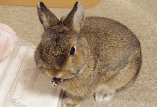 うさぎの避妊手術の時期は 値段はいくらかかる 生き物navi