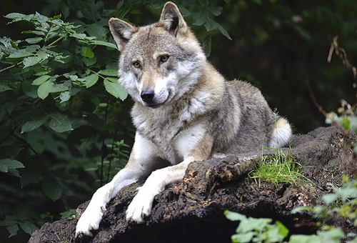 狼と狐の違いとは 交配は可能なの 生き物navi