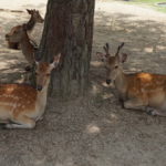 奈良公園にいる鹿の種類は一体何！？