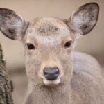 鹿の目の特徴や動物の目が光る理由って何！？
