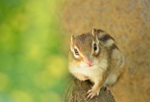 シマリスの頬袋の構造はどうなっているの 生き物navi