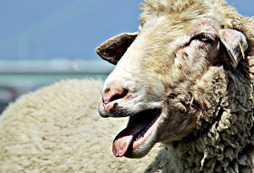 羊の鳴き声の特徴や意味は 生き物navi