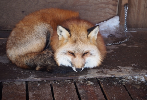 日本で狐はペットとして飼う事は可能なの 生き物navi