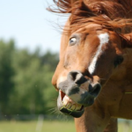 馬に噛まれた場合の感染症や病気の可能性は！？