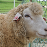 羊の目が横長をしている理由とは！？