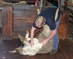 羊 毛刈り 時期 やり方