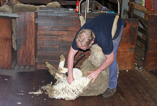 羊 毛刈り 時期 やり方