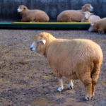 羊とアルパカと山羊の違いとは！？