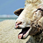 羊の鳴き声の特徴や意味は！？