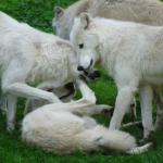狼は相手を噛む事で愛情表現を表している！？