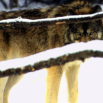 狼の絶滅による生態系による影響とは！？
