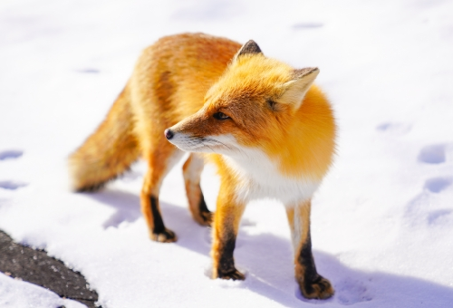 狐 種類 日本