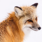 耳が特徴的な狐の耳の動きとは！？
