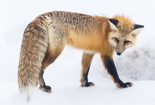 狐 食べる 動物