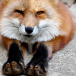 狐の足の指の特徴とは？本数は何本！？
