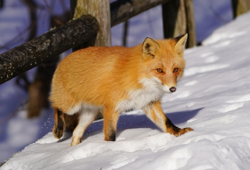 狐 冬 過ごし方 エサ
