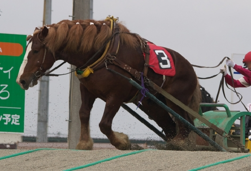 馬 種類 日本