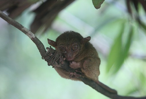 目が大きい猿 メガネザル の特徴とは 生き物navi