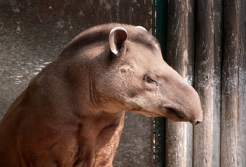 動物のバクが夢を食べるといわれる理由とは 生き物navi