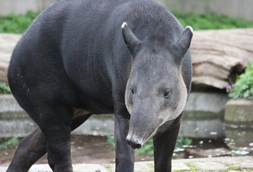 バク 動物 性格